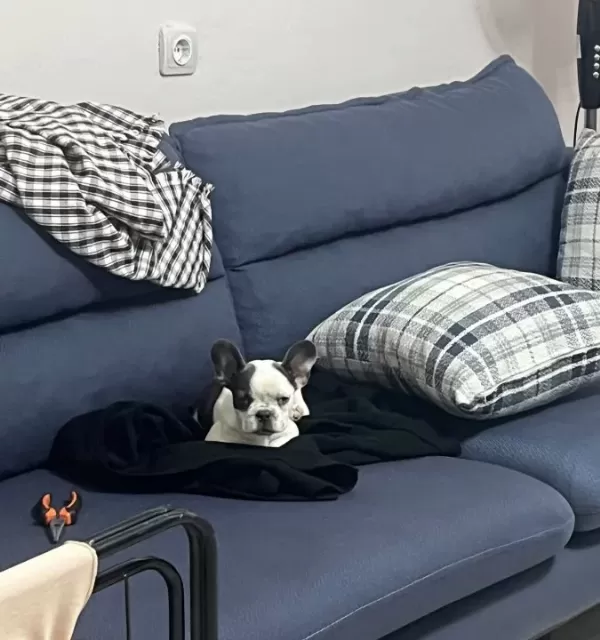 A Kalite Tüm Malzemeleri Ile Harika Bir Dost