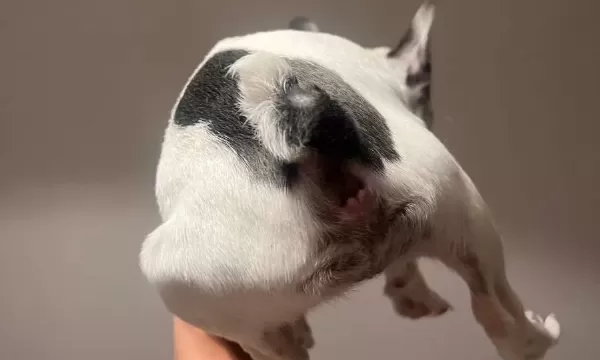 A Kalite Tüm Malzemeleri Ile Harika Bir Dost