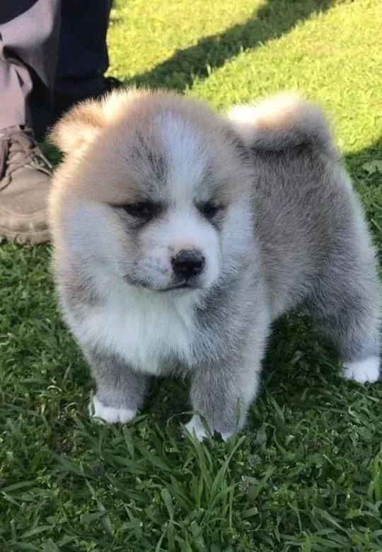Japon Akita Inu Yavrularimiz Dog Academy