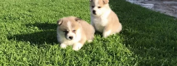 Japon Akita Inu Yavrularimiz Dog Academy