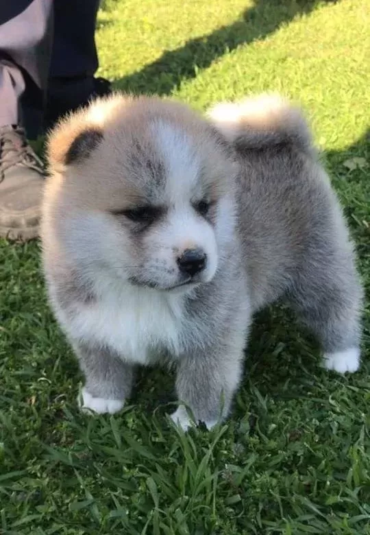 Japon Akita Inu Yavrularimiz Dog Academy