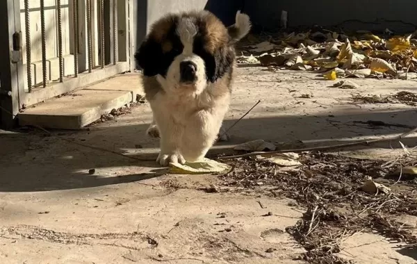 Son Dişi Saint Bernard Bebeğim