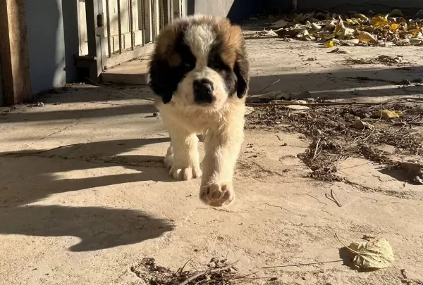Son Dişi Saint Bernard Bebeğim