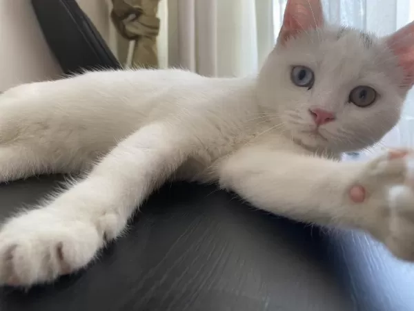 Kedimiz Bulut Yeni Yuvasını Arıyor