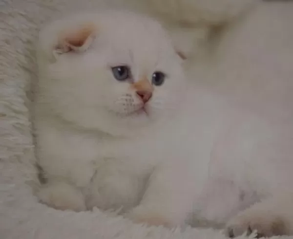 Topaç Kafa Silver Scottish Fold