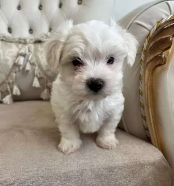 Kilo Garantili Kore Kan Maltese Terrier Bebekler