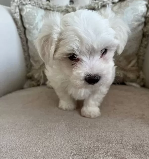Kilo Garantili Kore Kan Maltese Terrier Bebekler