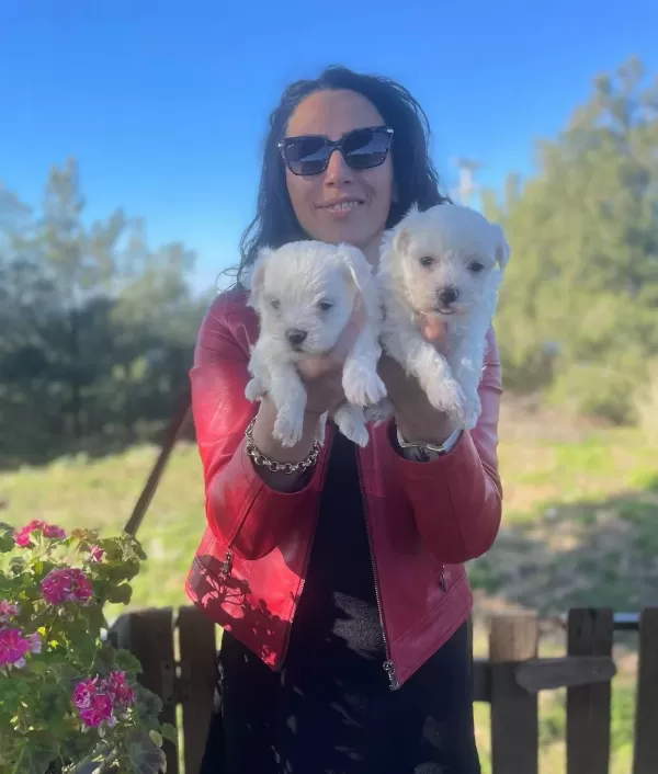 Maltese Terrier Yavrularım Sağlık Ve Irk Garantilidir