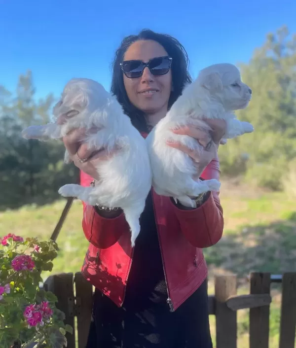 Maltese Terrier Yavrularım Sağlık Ve Irk Garantilidir