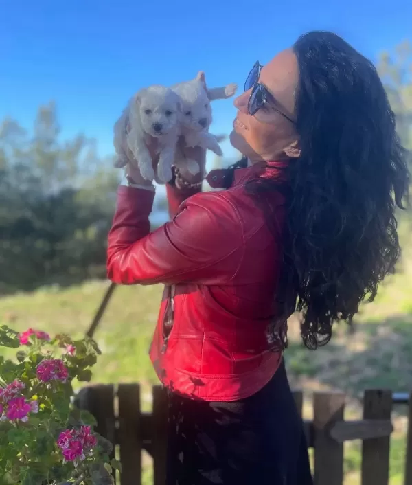 Maltese Terrier Yavrularım Sağlık Ve Irk Garantilidir