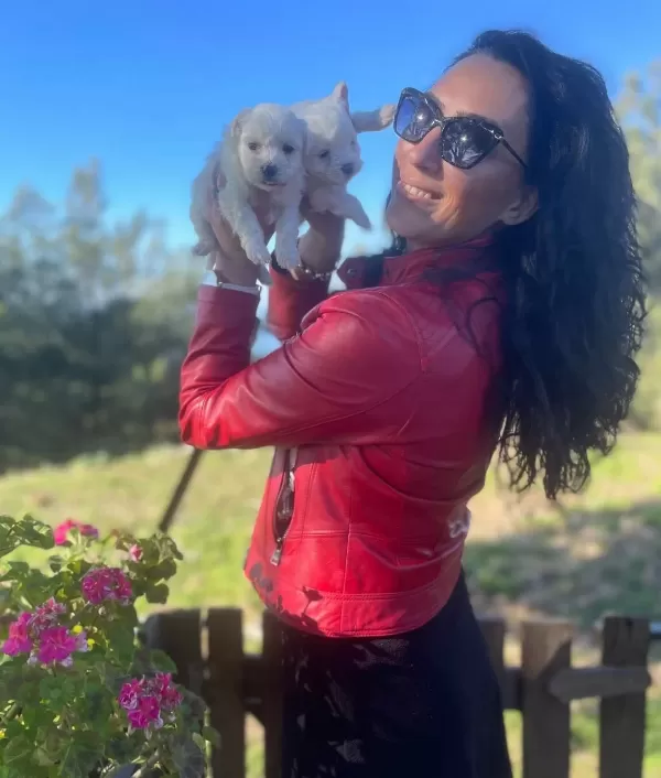 Maltese Terrier Yavrularım Sağlık Ve Irk Garantilidir