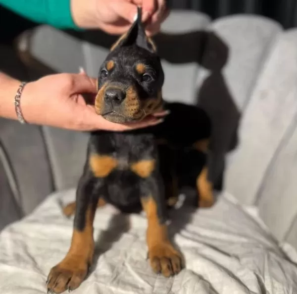 İri Doberman Erkek Ve Dişi Yavrular