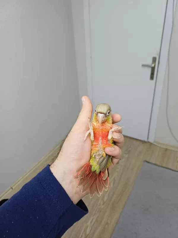 Yüksek Kirmizi Konur Bebek