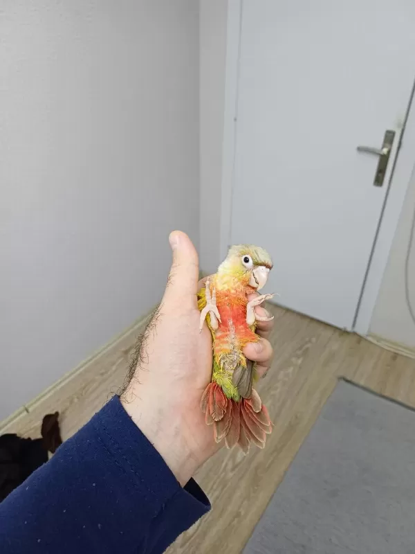 Yüksek Kirmizi Konur Bebek