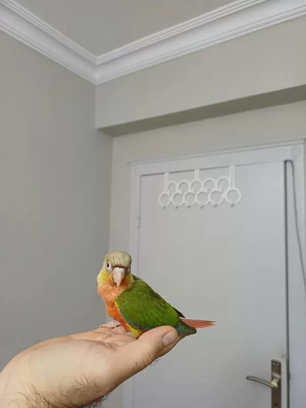 Yüksek Kirmizi Konur Bebek