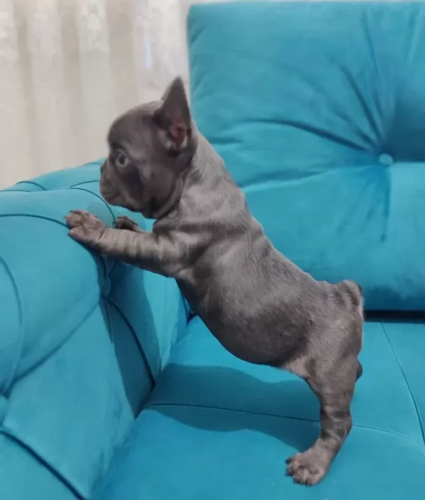 A Kalite Ev Üretimi French Bebekler