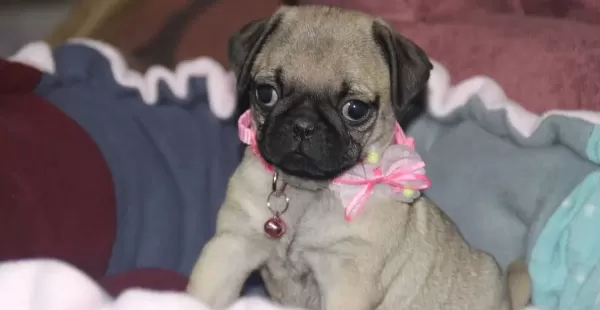 Pugg Mopss Üst Düzey Yqvrukar