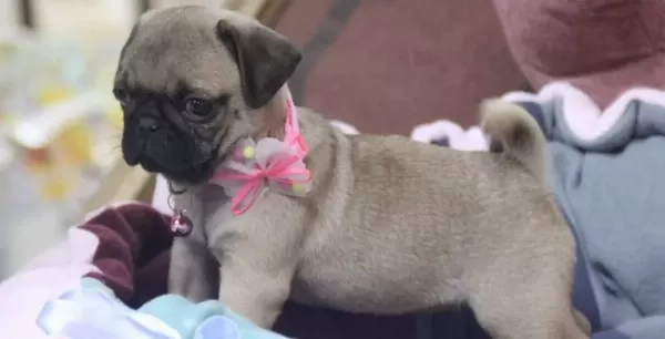 Pugg Mopss Üst Düzey Yqvrukar