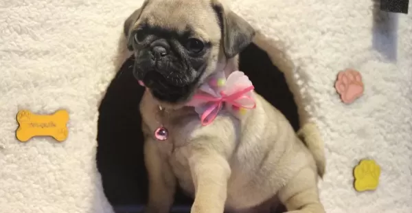 Pugg Mopss Üst Düzey Yqvrukar