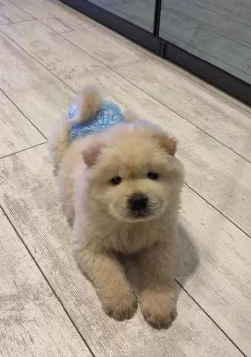 Safkan Chow Chow Yavrular Oyuncak Ayı Surat