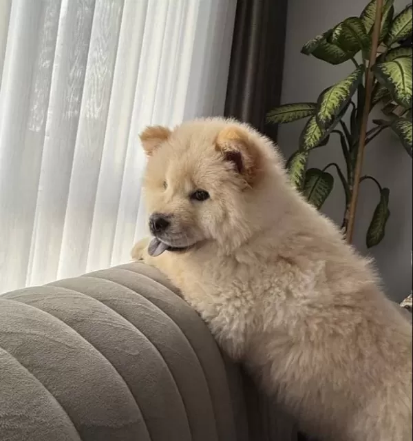 Safkan Chow Chow Yavrular Oyuncak Ayı Surat