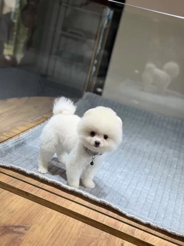 Sağlik Ve İrk Garantili Pomeranian
