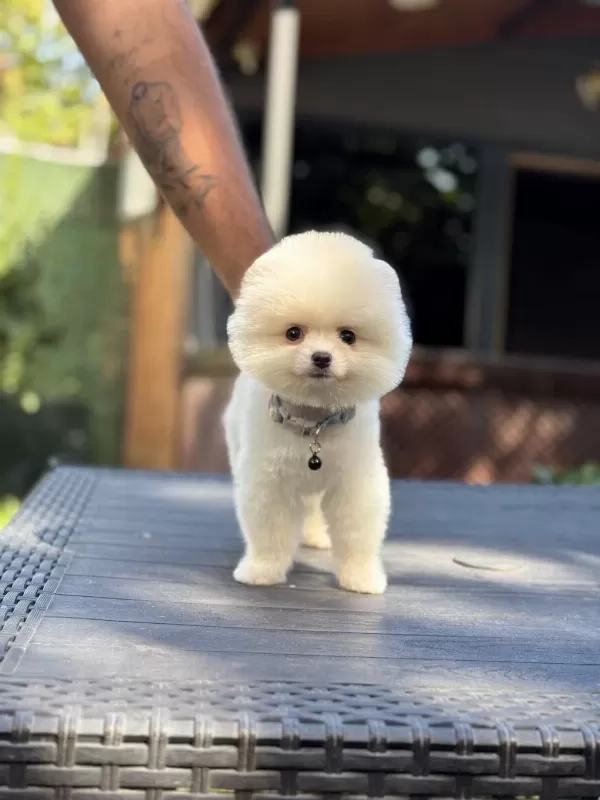 Sağlik Ve İrk Garantili Pomeranian