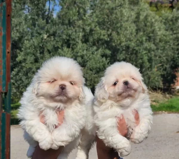Mini Boy Pekinez Bebekler