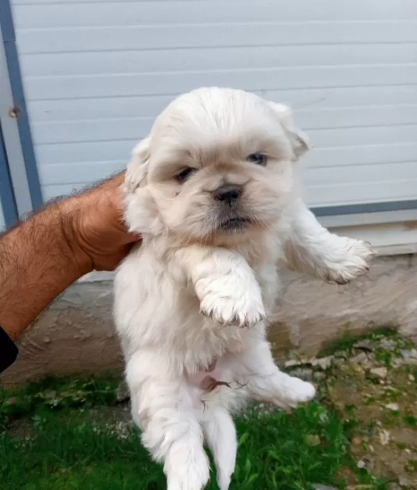 Mini Boy Pekinez Bebeklerimiz