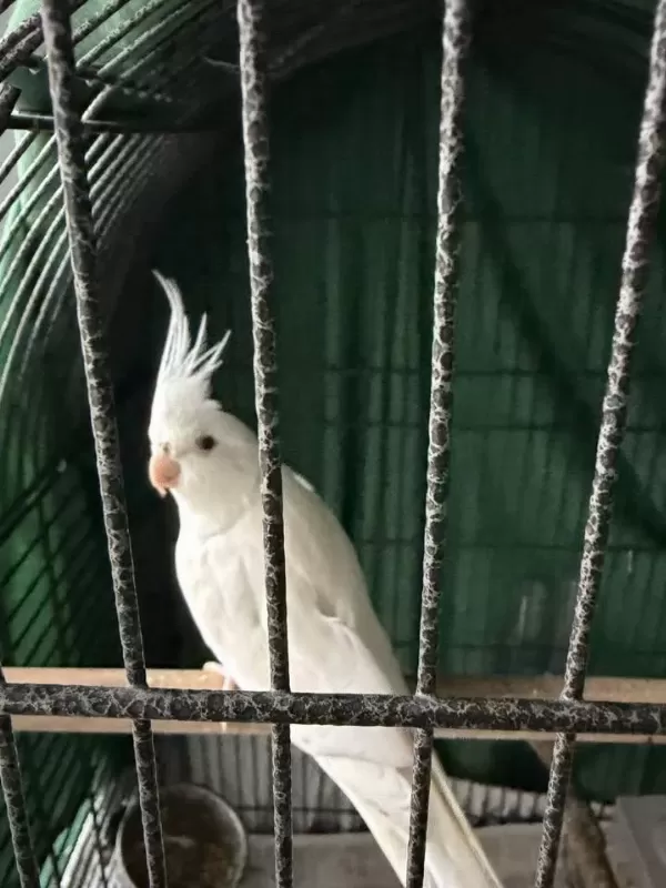 Sultan Papağanı Erkek