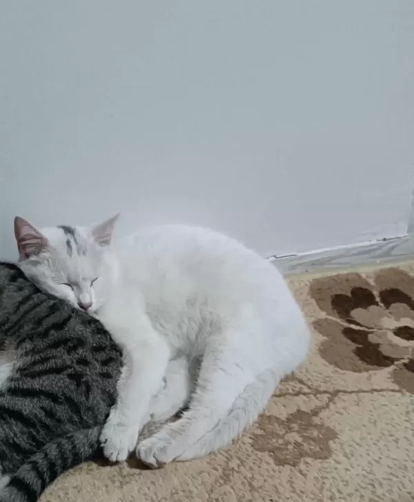 Kedimiz Maysa Kızıma Yuva Arıyorum