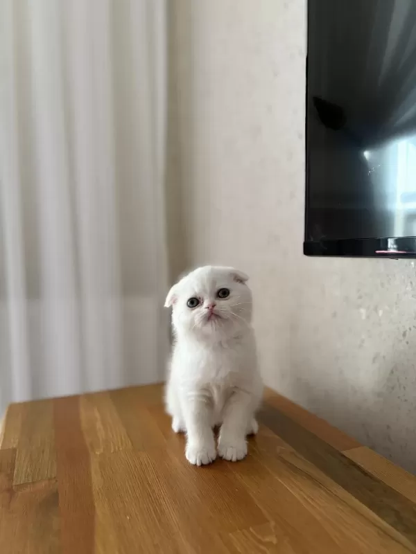 Beyaz Scottish Fold Yavrularim