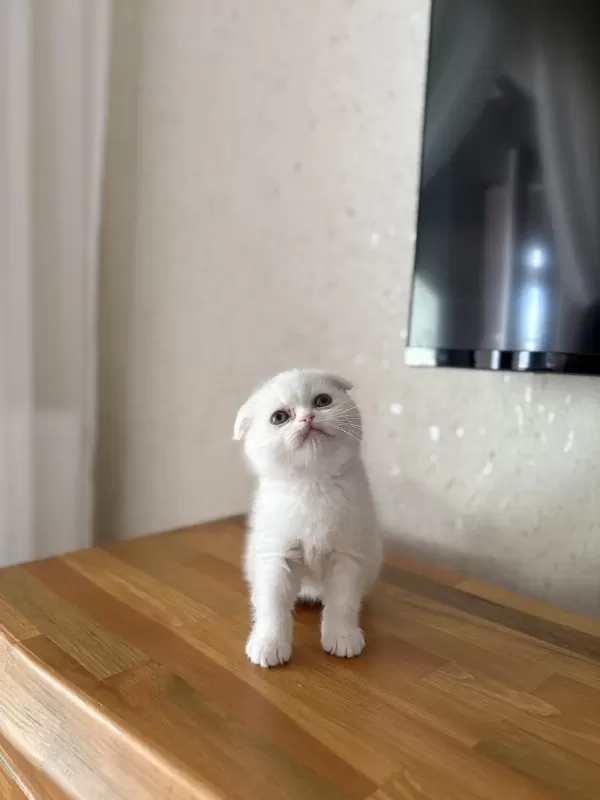 Beyaz Scottish Fold Yavrularim