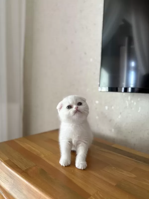 Beyaz Scottish Fold Yavrularim