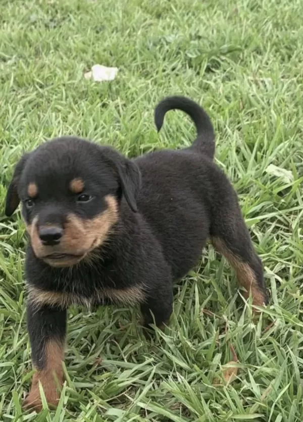 Harika Rottweiler Safkan