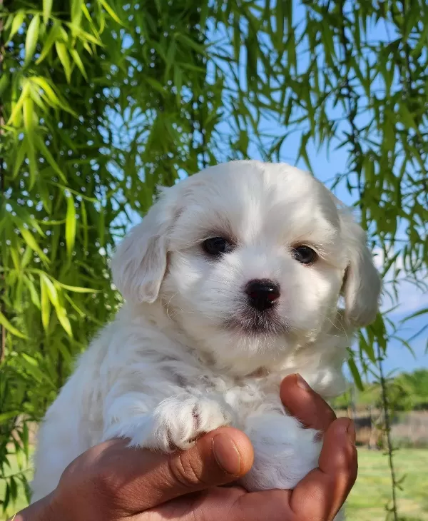 Numara Maltese Terrier Bebekler