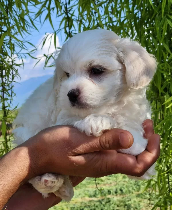 Numara Maltese Terrier Bebekler