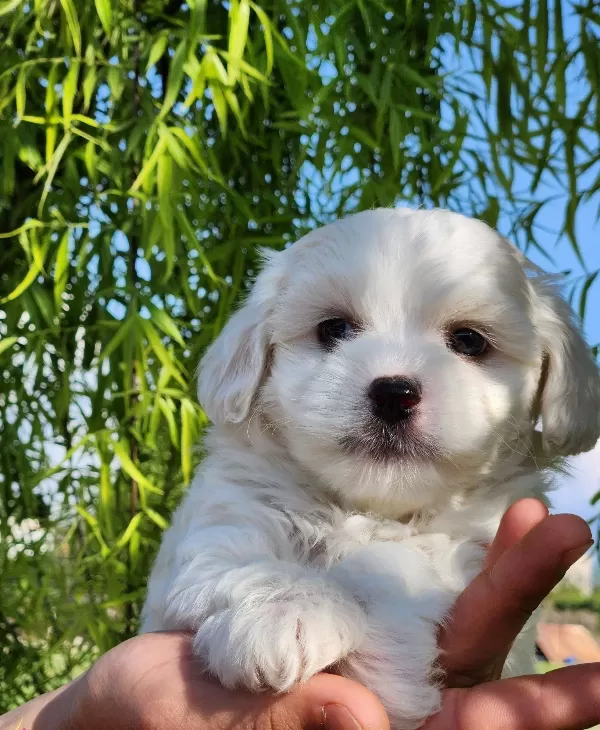 Numara Maltese Terrier Bebekler