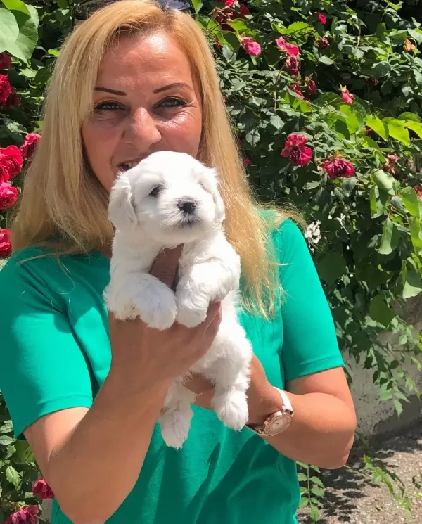 Pamuk Gibi Harika Maltese Terrier Yavrularımız