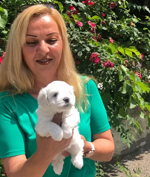 Pamuk Gibi Harika Maltese Terrier Yavrularımız