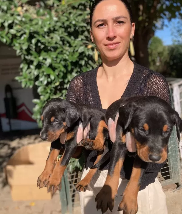 Kıngdoberman Yavrularım Sağlık Ve Irk Garantilidir
