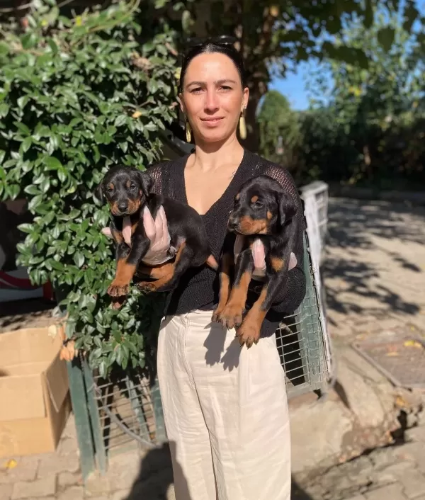 Kıngdoberman Yavrularım Sağlık Ve Irk Garantilidir