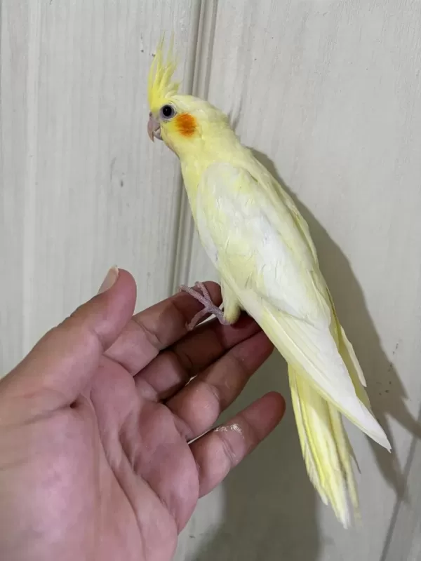 47 Günlük Kusursuz Lutino Bebek Sultan Papağani
