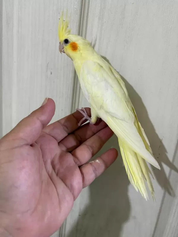47 Günlük Kusursuz Lutino Bebek Sultan Papağani