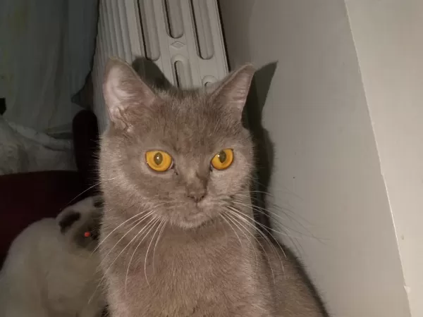 Harika Lilac Kedimiz