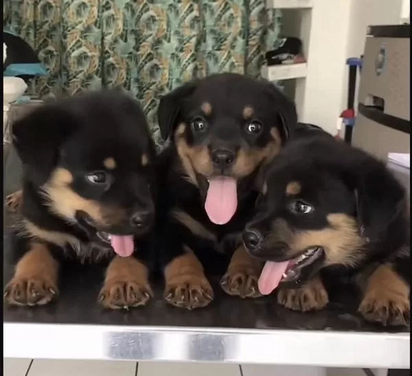 Rottweiler Safkan Köpekler