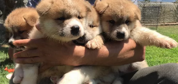 Japon Akita Inu Yavrularımız