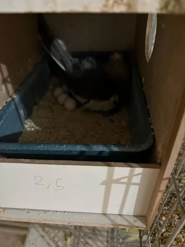 Yavru Garantili Yumurtali Grey Takim Sultan Papağani