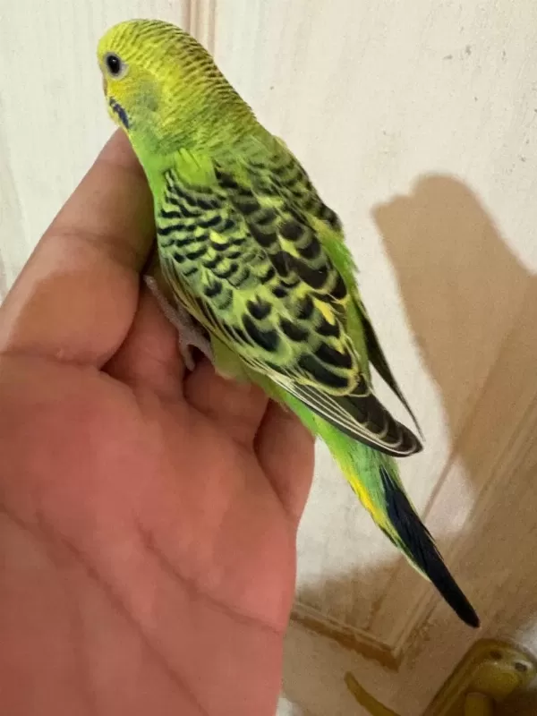36 Günlük Renk Güzeli Muhabbet Kuşu Bebek