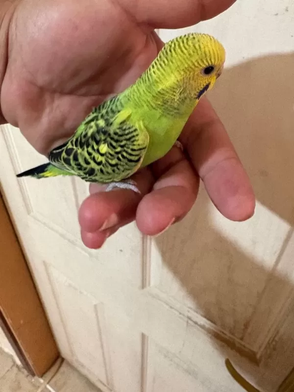 36 Günlük Renk Güzeli Muhabbet Kuşu Bebek